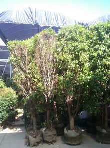 打造綠色城市 從苗圃到園林綠化的全流程服務