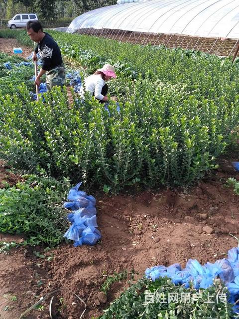 園林綠化中的常見植物選擇與應用分析